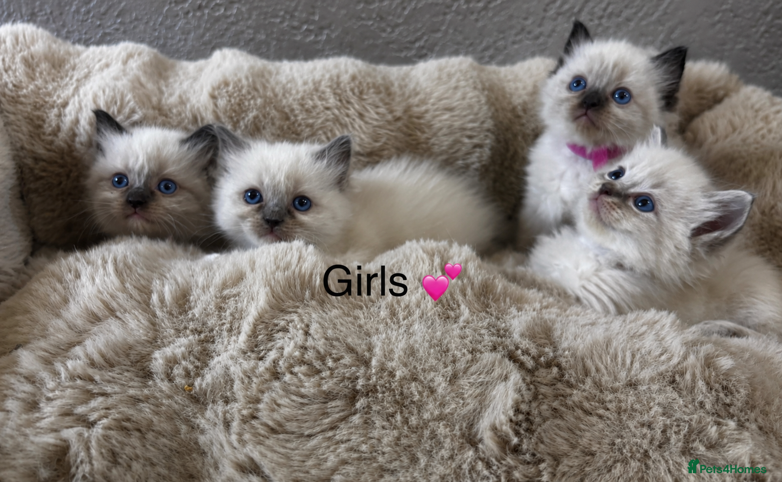 Ragdoll cats Gorgeous ragdoll kittens  - Advert 6