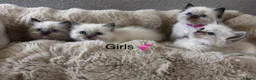 Ragdoll cats for sale: READY Sunday cute full ragdoll kittens 2 left - Advert 12