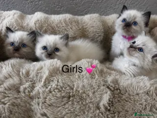 Ragdoll cats Gorgeous ragdoll kittens - Advert 6