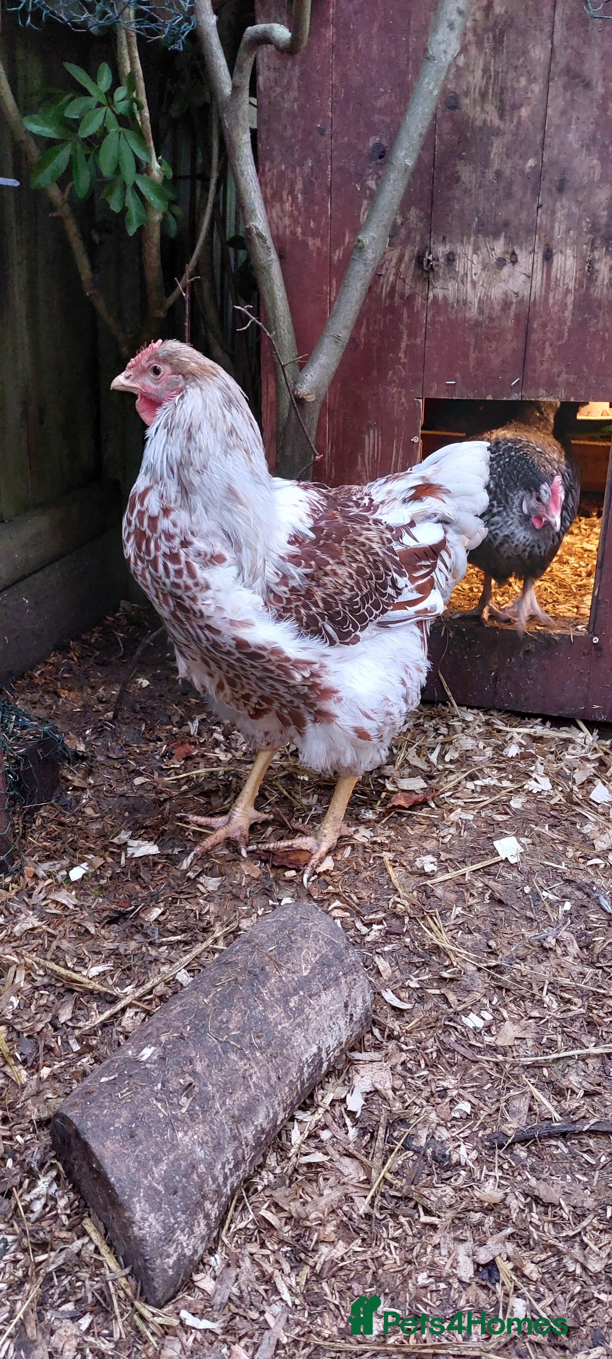 Chickens poultry for sale: Buff laced wyandotte cockerel  - Advert 1