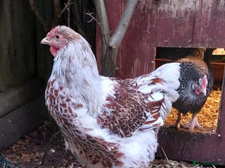 Chickens poultry Buff laced wyandotte cockerel - Advert 17