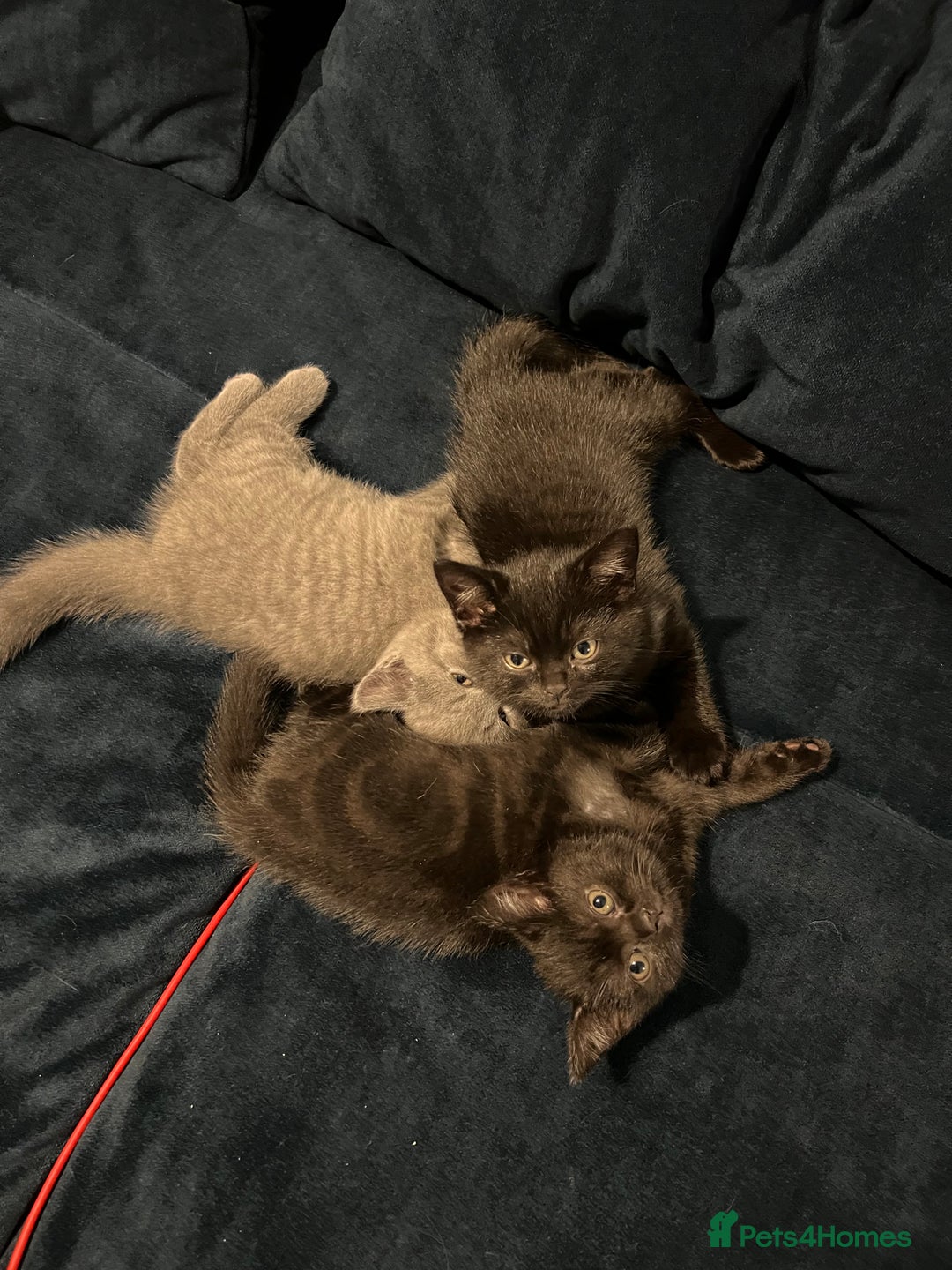 British Shorthair cats for sale: GCCF Registered British Shorthair Kittens -Cardiff - Advert 12