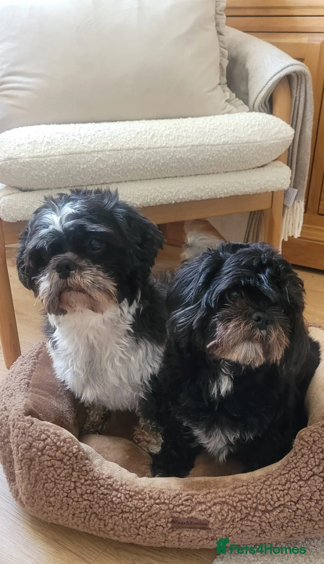 Shih Tzu dogs for sale: Shih tzu in Mansfield - Advert 3