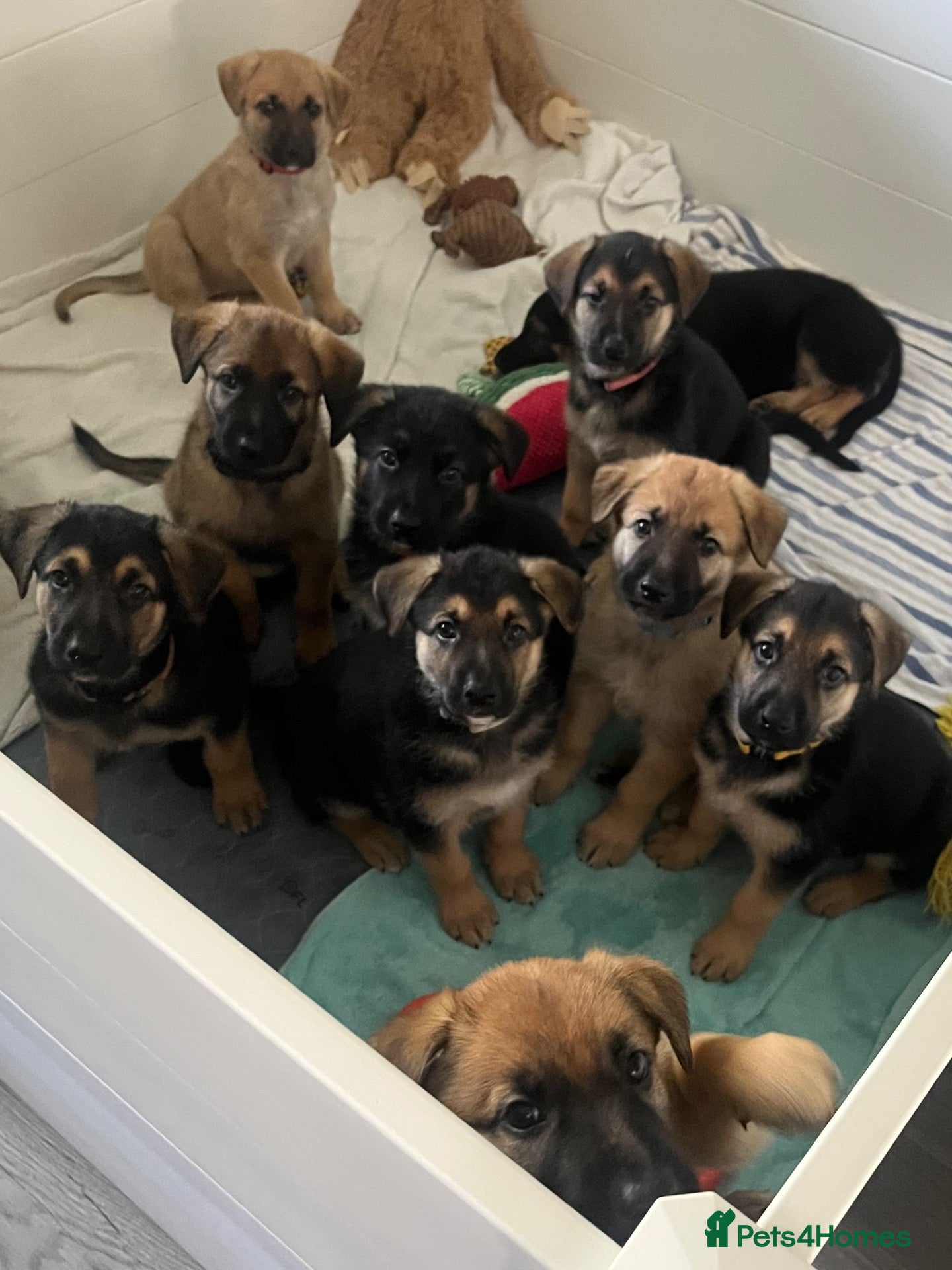 German Shepherd dogs Free Female German shepherd / Lurcher 1 year old - Advert 1
