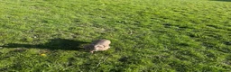 Miniature Dachshund dogs for sale: Miniature Dachshund For Sale - Advert 5