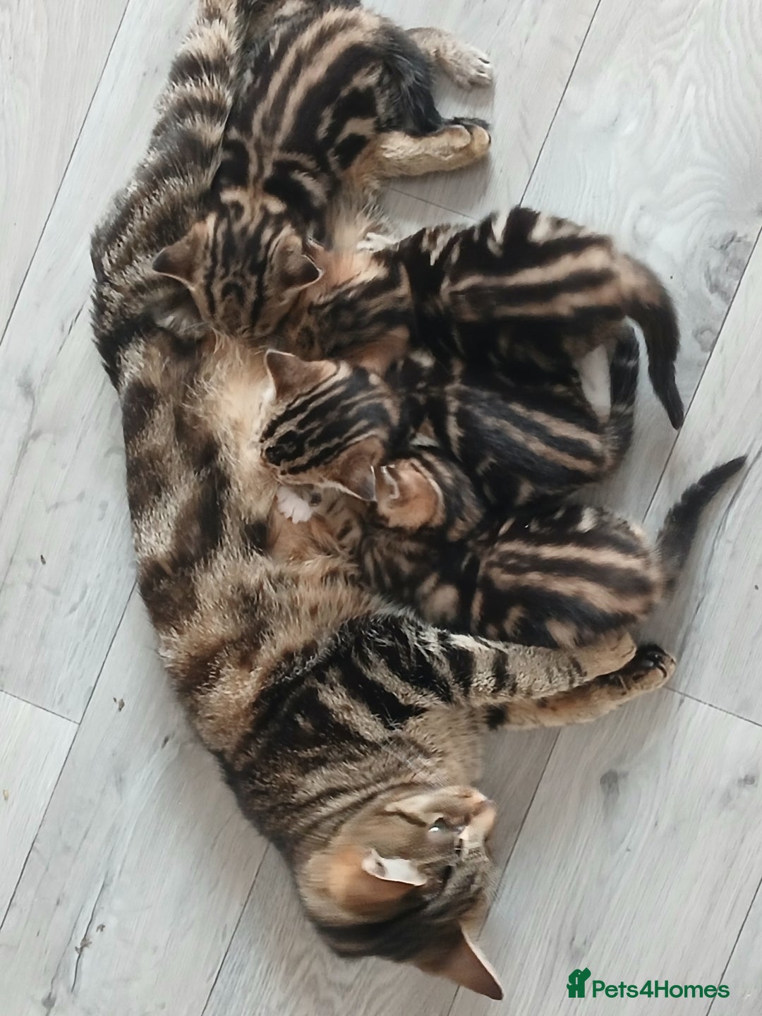 Mixed Breed cats for sale: Last kitten of litter  - Image 2