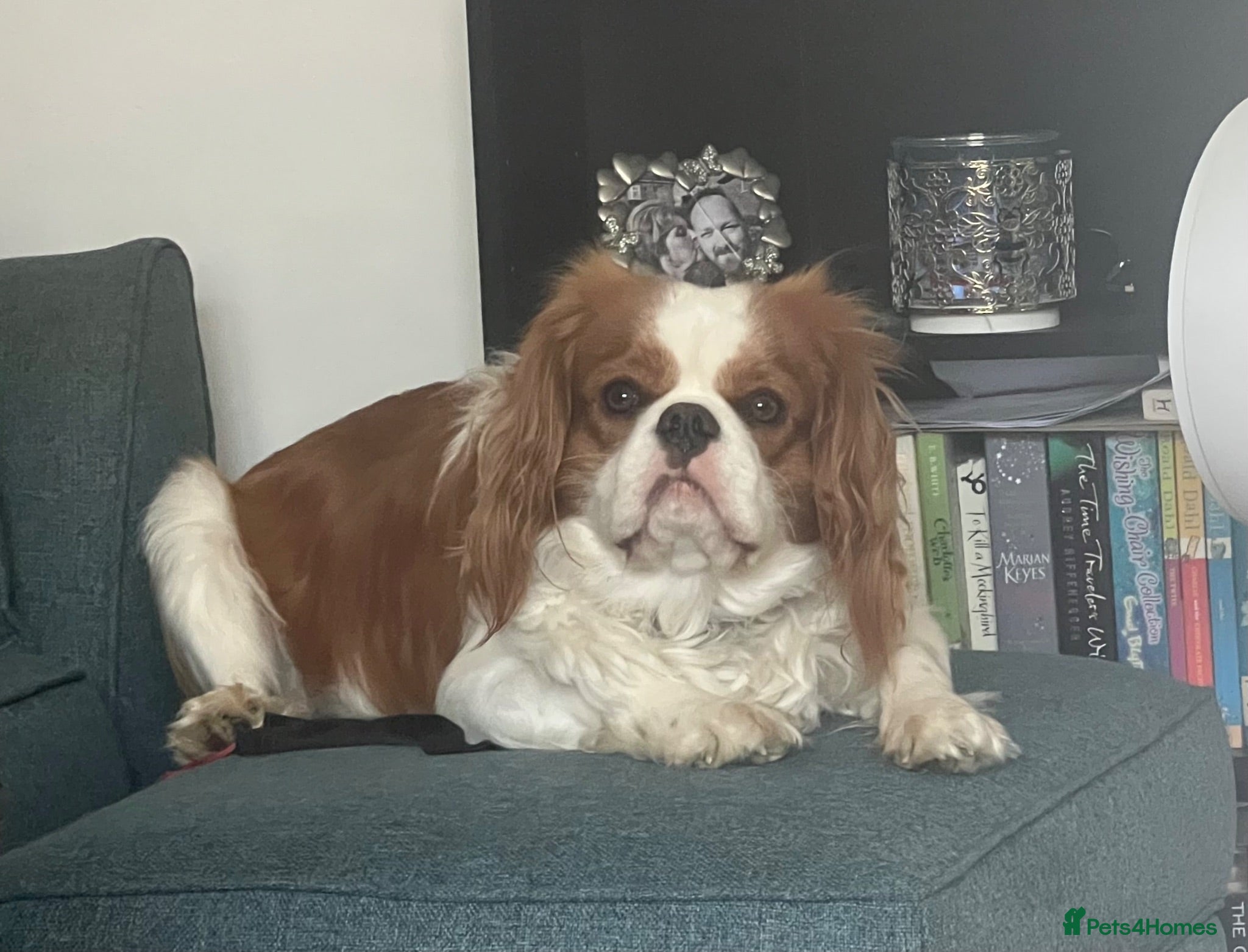 Cavalier King Charles Spaniel dogs Cavalier King Charles Spaniel available for Stud - Advert 2