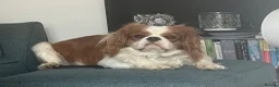 Cavalier King Charles Spaniel dogs for stud: Cavalier King Charles Spaniel available for Stud - Advert 5