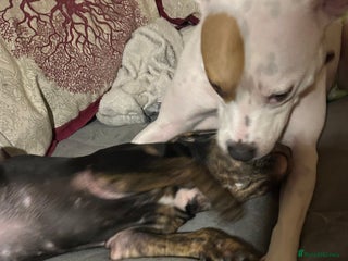 Mixed Breed dogs Male - Advert 17