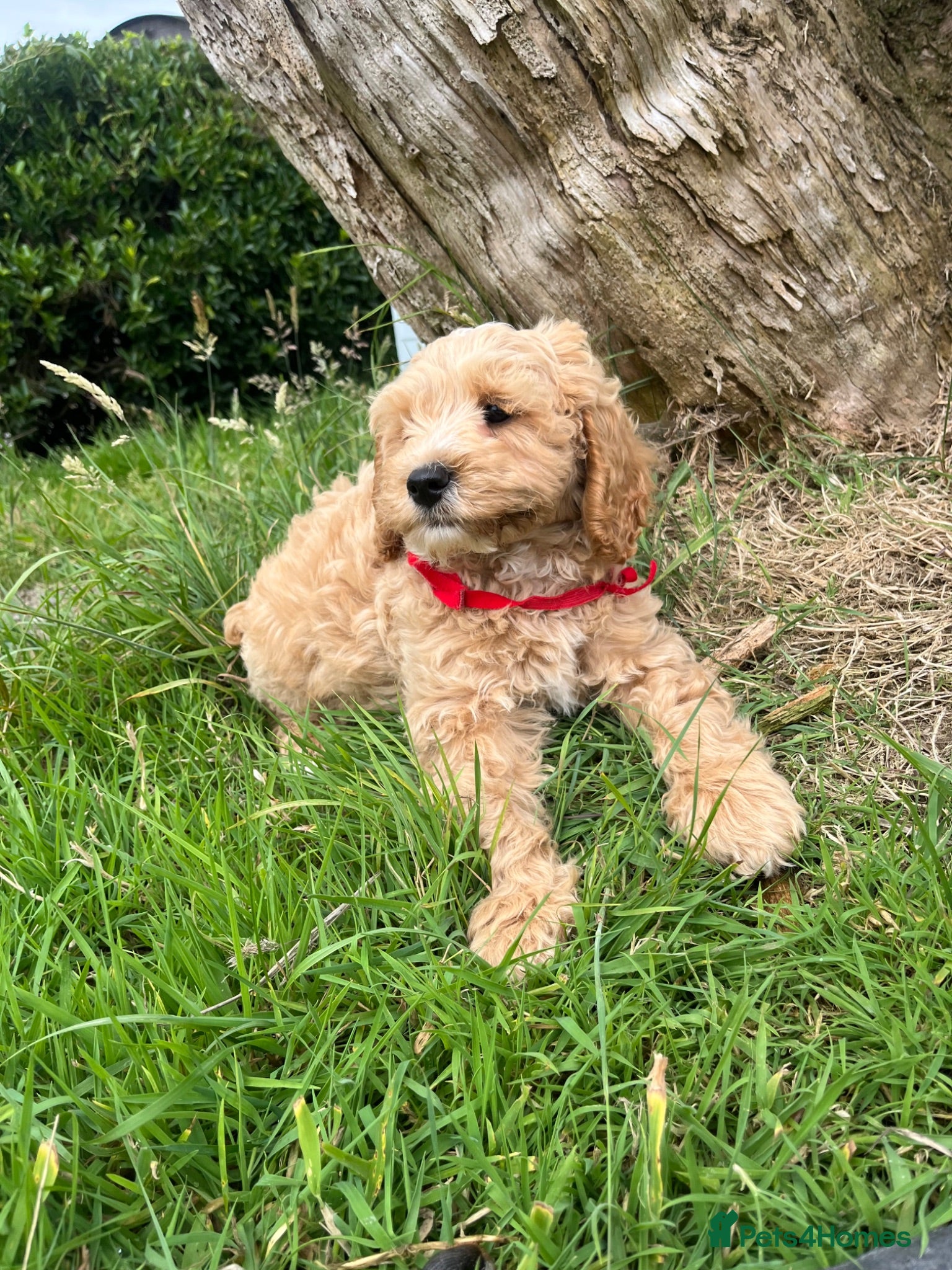 Cavapoochon dogs Cavapoochon puppies  - Advert 2