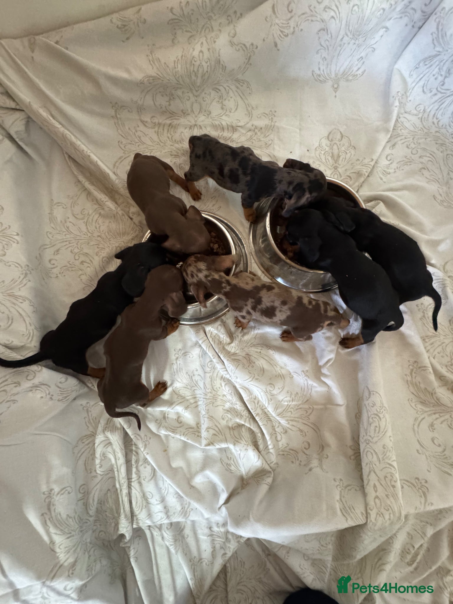 Miniature Dachshund dogs Miniature dachshund puppies  - Advert 2