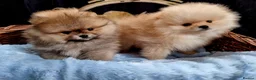 Pomeranian dogs for sale: Luxury Pomeranian puppies for sale!!! - Advert 10