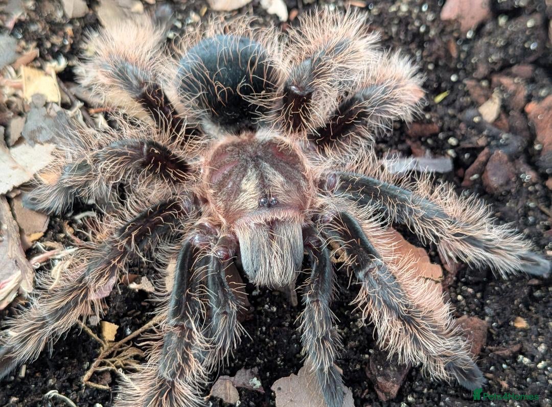 Tarantulas invertebrates Various Tarantulas (read description)  - Advert 2