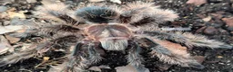 Tarantulas invertebrates for sale: Various Tarantulas (read description)  - Advert 3