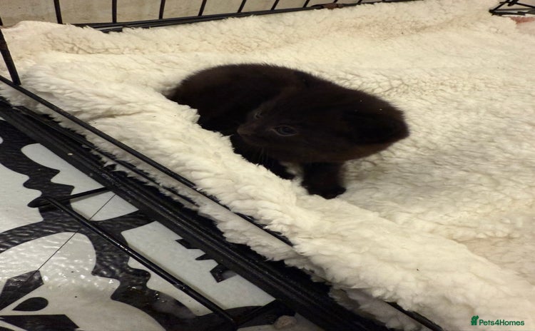 Domestic Shorthair cats 6 Male Domestic Shorthair kittens for sale!! - Advert 1