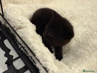 Domestic Shorthair cats 6 Male Domestic Shorthair kittens for sale!! - Advert 1