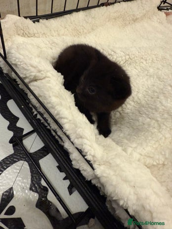 Domestic Shorthair cats 6 Male Domestic Shorthair kittens for sale!! - Advert 1