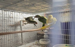 Parakeets birds for sale: Baby quakers - Image 3