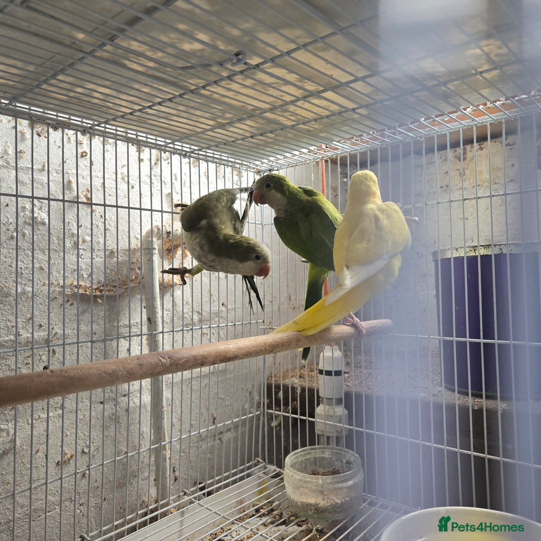 Parakeets birds for sale: Baby quakers - Image 3