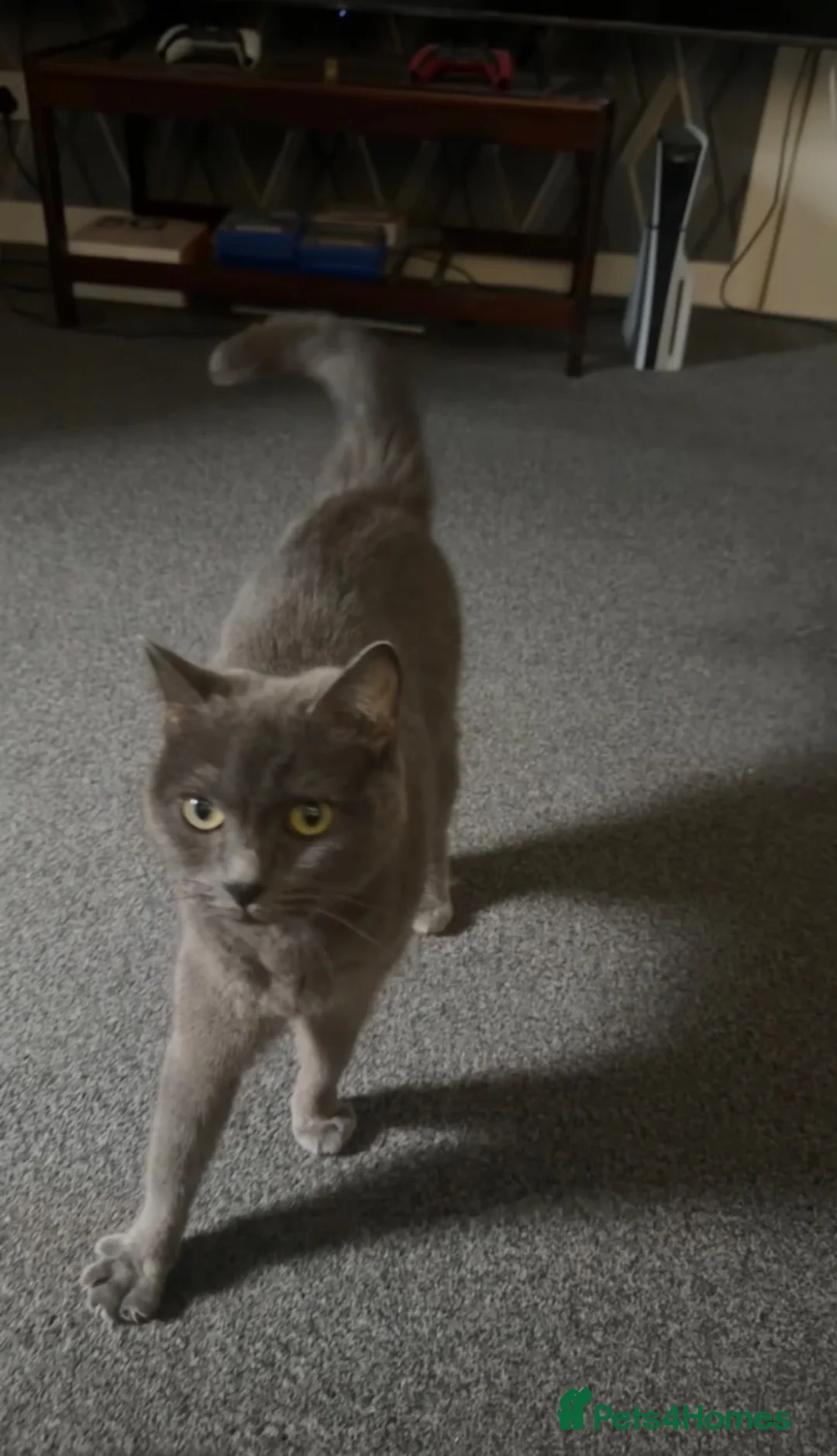 British Shorthair cats for sale: Beautiful Leia looking for her forever home! in Glenrothes - Advert 2