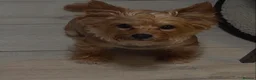 Yorkshire Terrier dogs for sale: She’s ready to leave now for her new loving home  in Bolton - Advert 1