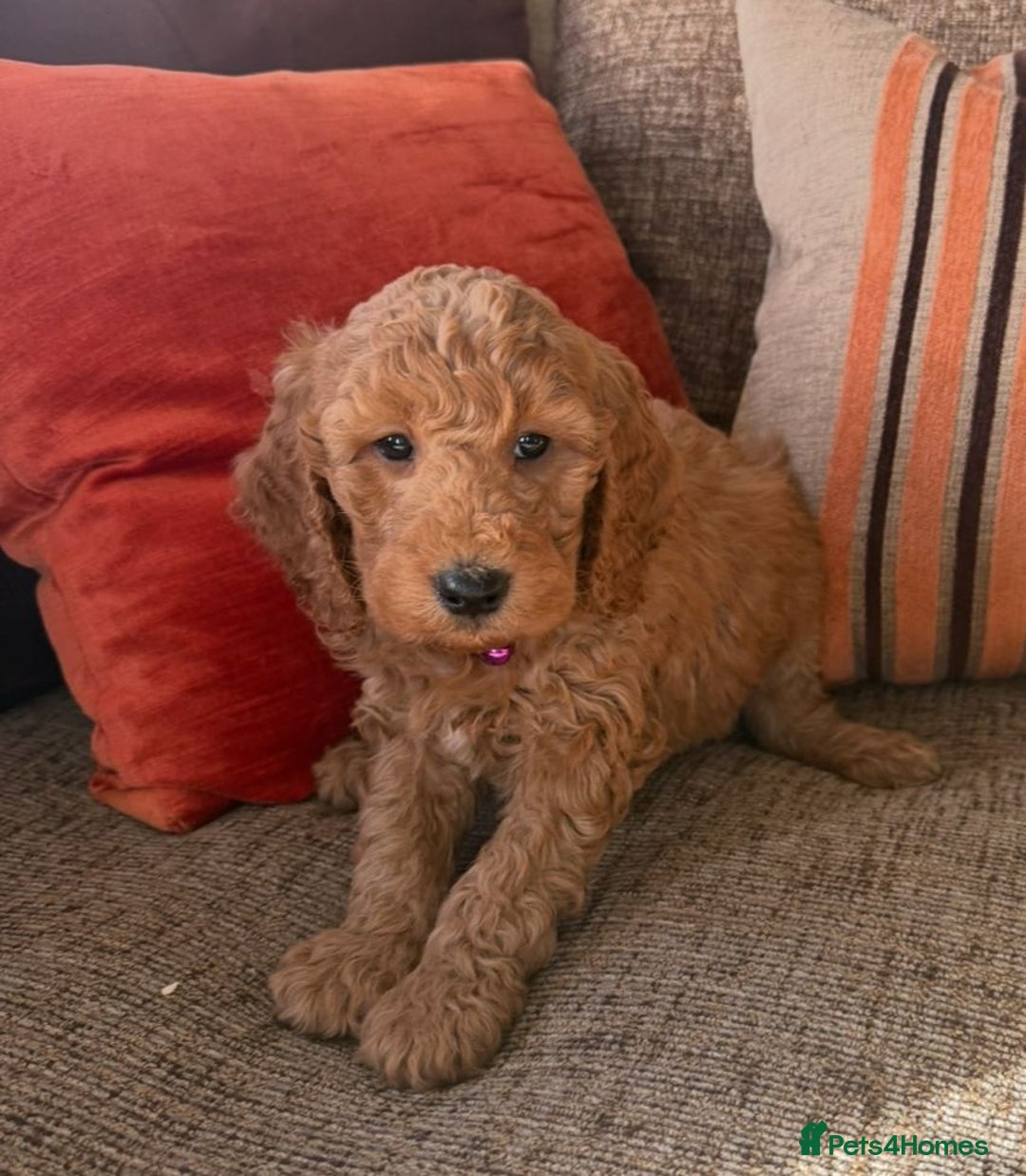Cockapoo dogs for sale: Quality F1b Cockapoo Puppies - Advert 10