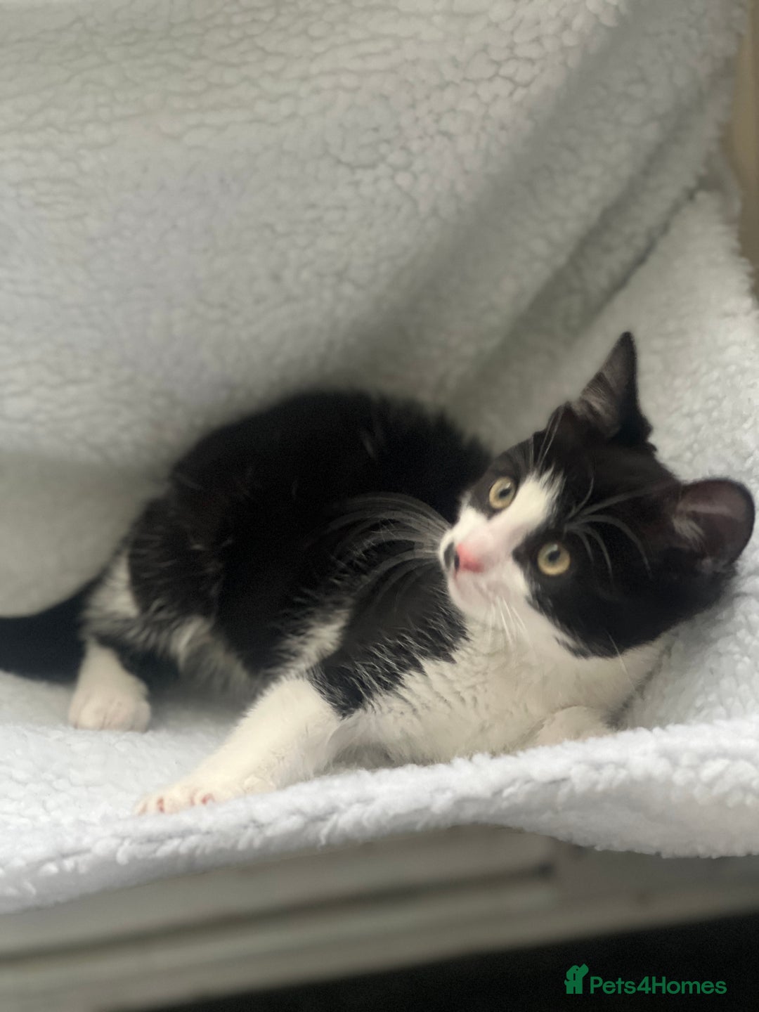 British Shorthair cats for sale: 11 Week Old Male Kitten Black & White Shorthair - Advert 3
