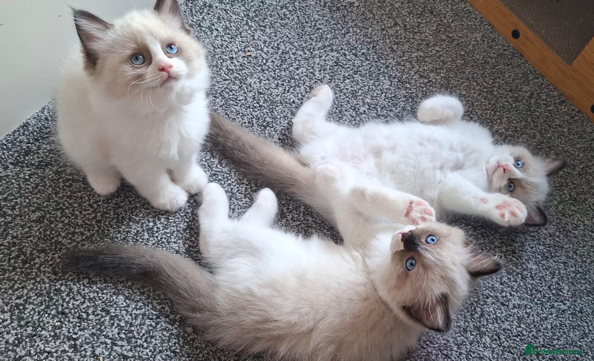 Ragdoll cats 🐈💙Full GCCF registered Ragdoll kittens 🐱 💙 - Advert 2