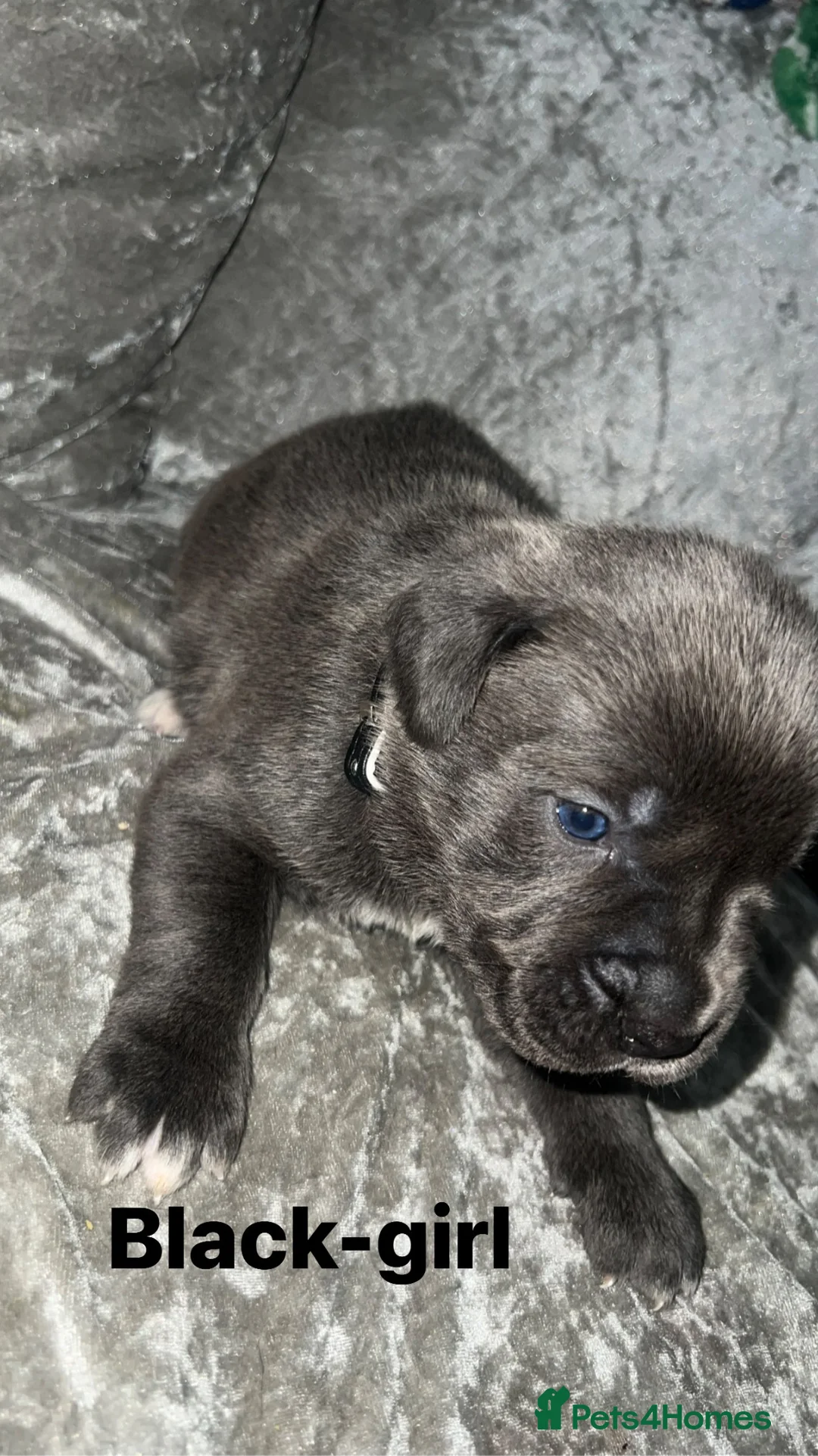 Cane Corso dogs for sale: Cane corso puppies in Bolton - Advert 20