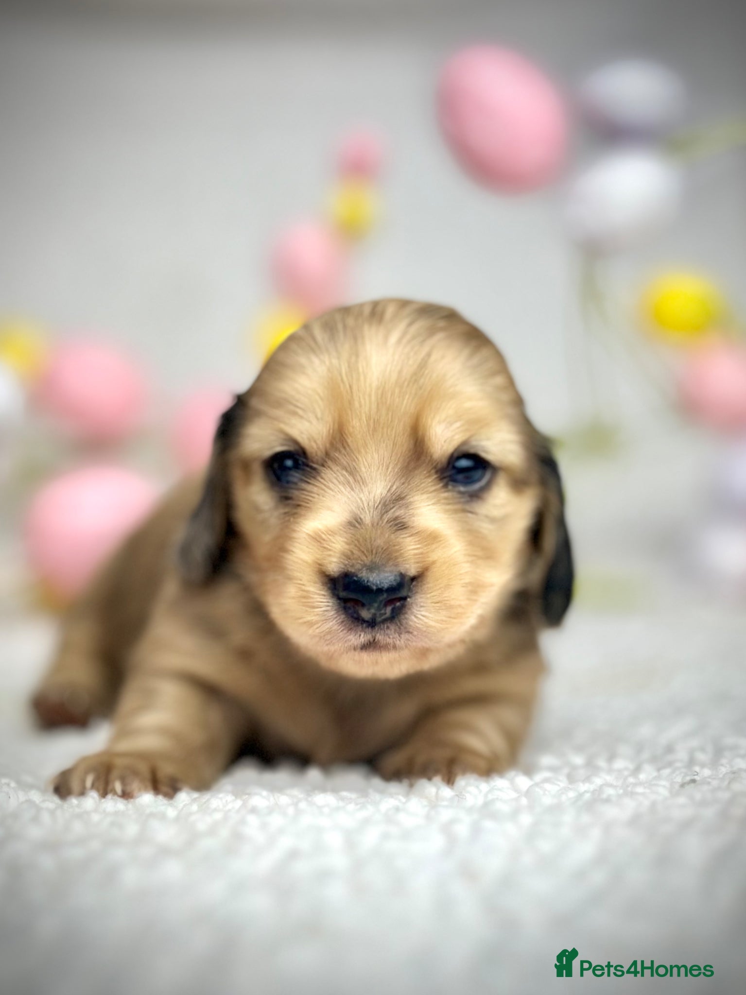 Miniature Dachshund dogs 𝕃𝕠𝕟𝕘 𝕙𝕒𝕚𝕣𝕖𝕕 𝕔𝕣𝕖𝕒𝕞 𝕡𝕦𝕡𝕡𝕚𝕖𝕤🤍 - Advert 2