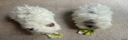 Guinea Pig rodents for sale: 2 purebred bonded male Lunkarya guinea pigs - Advert 1