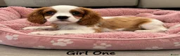 Cavalier King Charles Spaniel dogs for sale: *** KC REG DNA CLEAR CAVALIER KING CHARLES**  - Advert 4