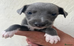 Whippet dogs for sale: Whippet puppies Ready soon! 5 BOYS left  - Image 8