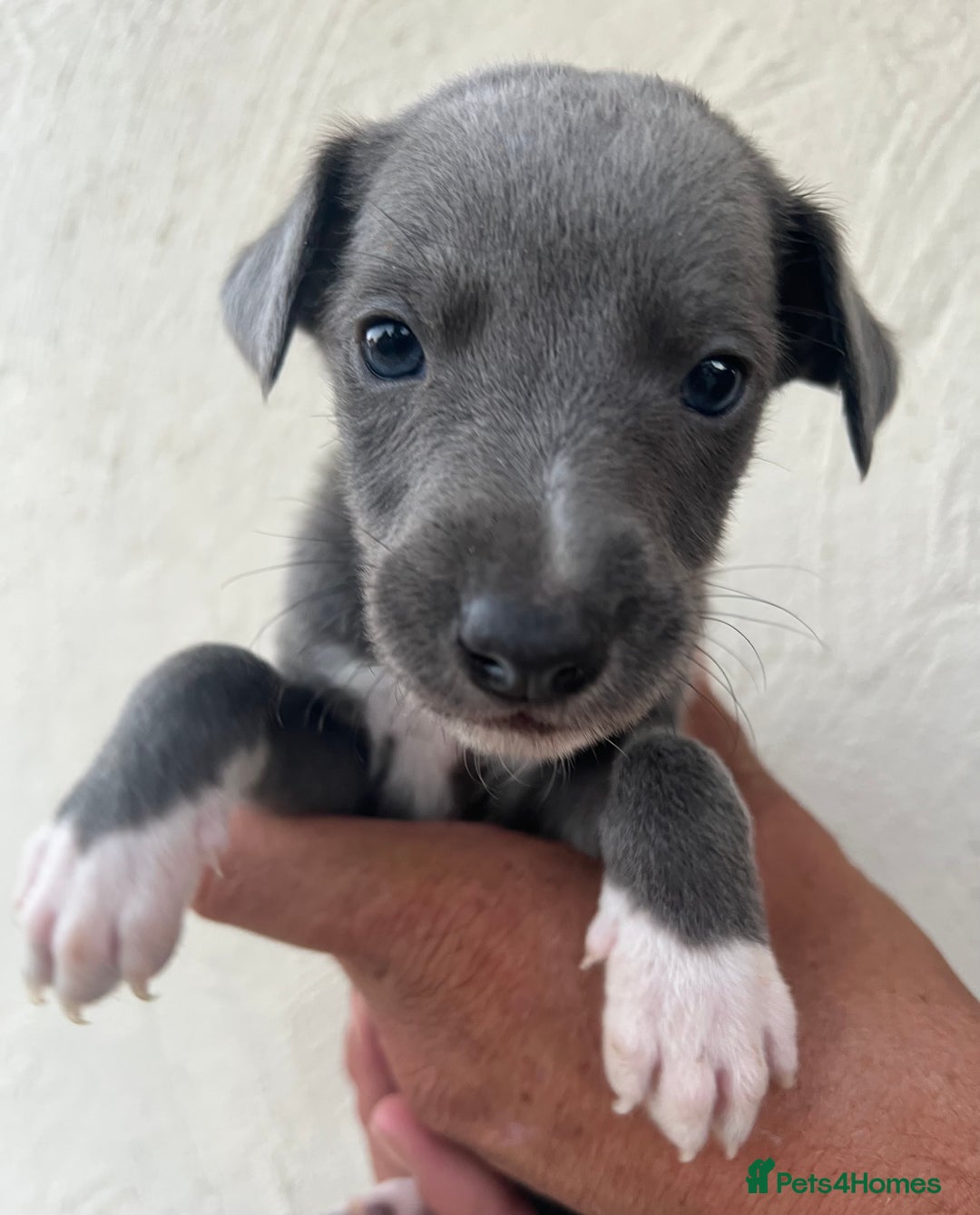 Whippet dogs for sale: Whippet puppies Ready soon! 5 BOYS left  - Image 8