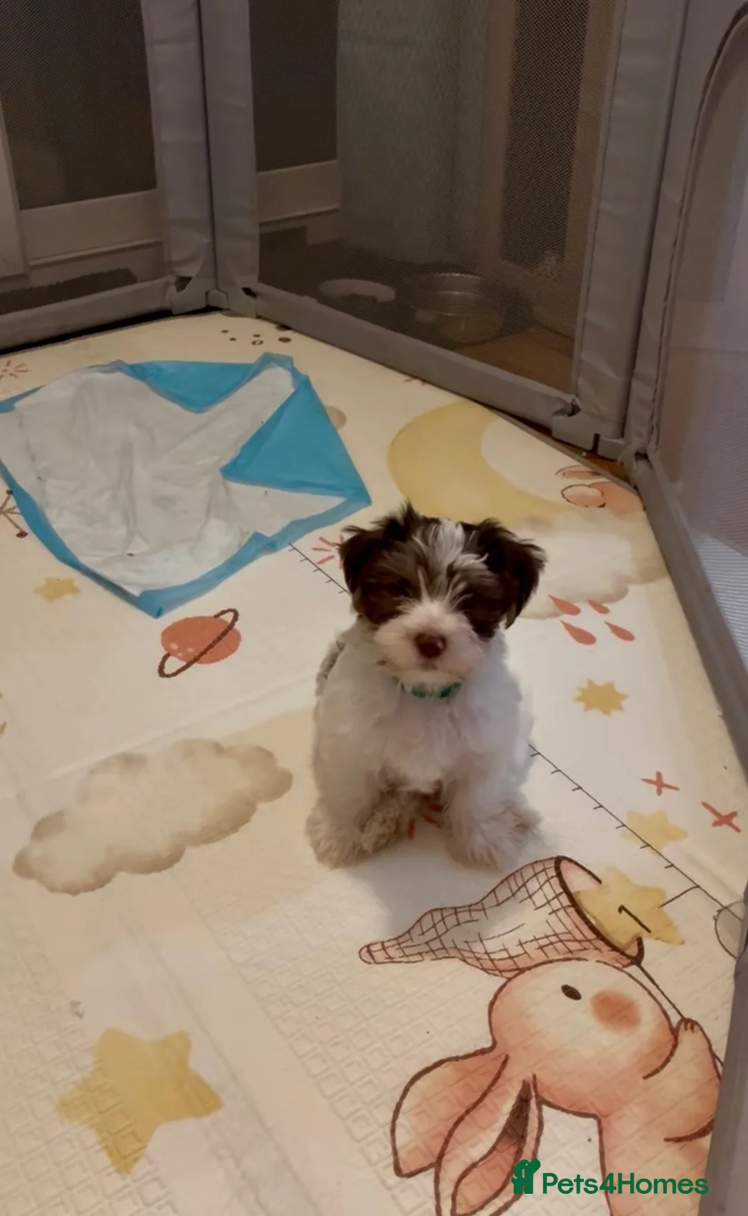 Yorkshire Terrier dogs for sale: READY NOW..PEDIGREE YORKSHIRE TERRIER FOR SALE - Advert 11