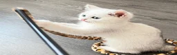 British Shorthair cats for sale: * British Shorthair boy TICA Registered Ready Now - Advert 8