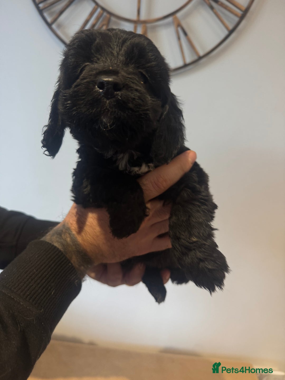 Cockapoo dogs for sale: Gorgeous F1 cockapoos 2 x red&white 4 x black  - Advert 9