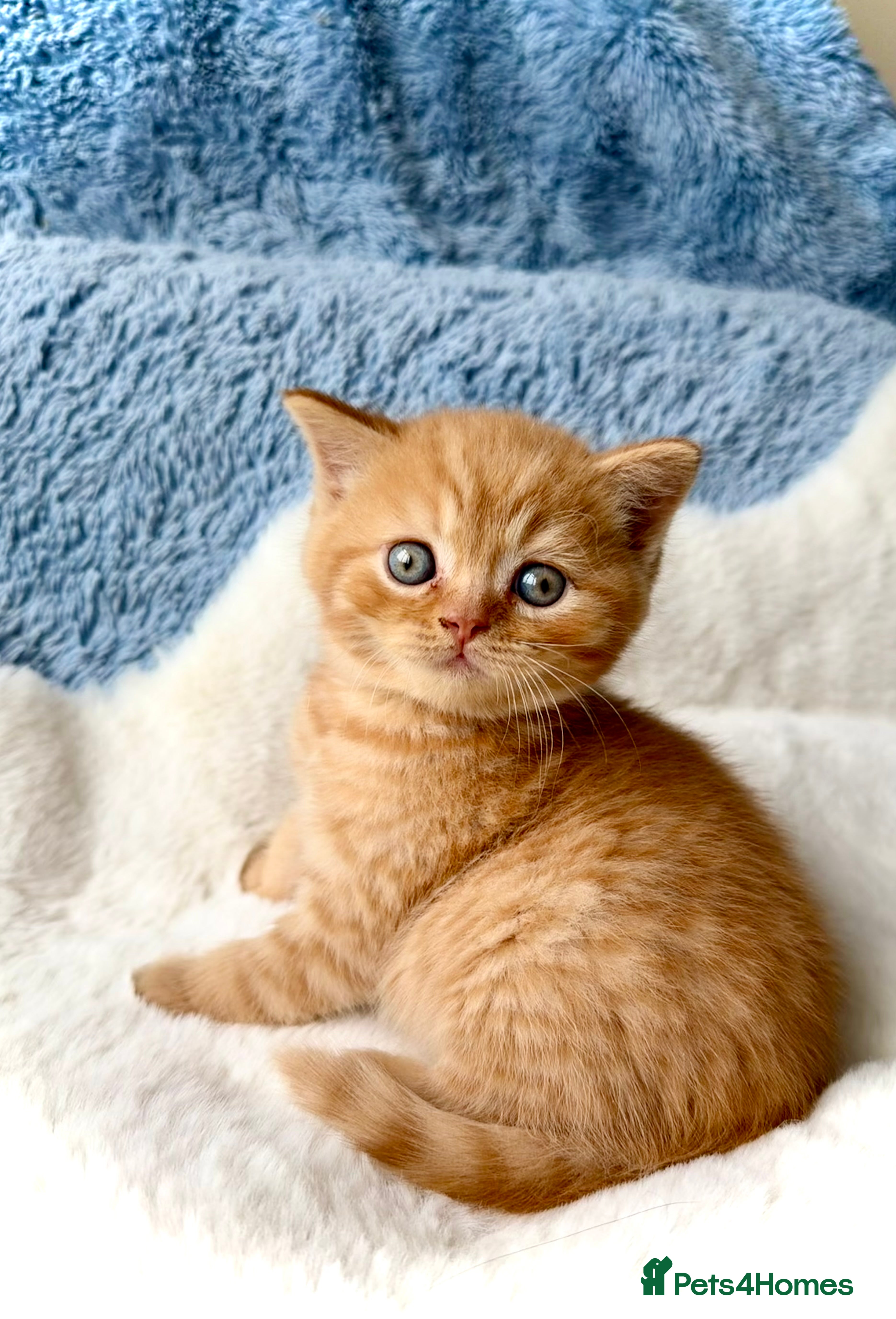 British Shorthair Red boy Nils