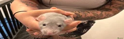 Rat rodents for sale: Adorable baby dumbo rats  - Advert 15