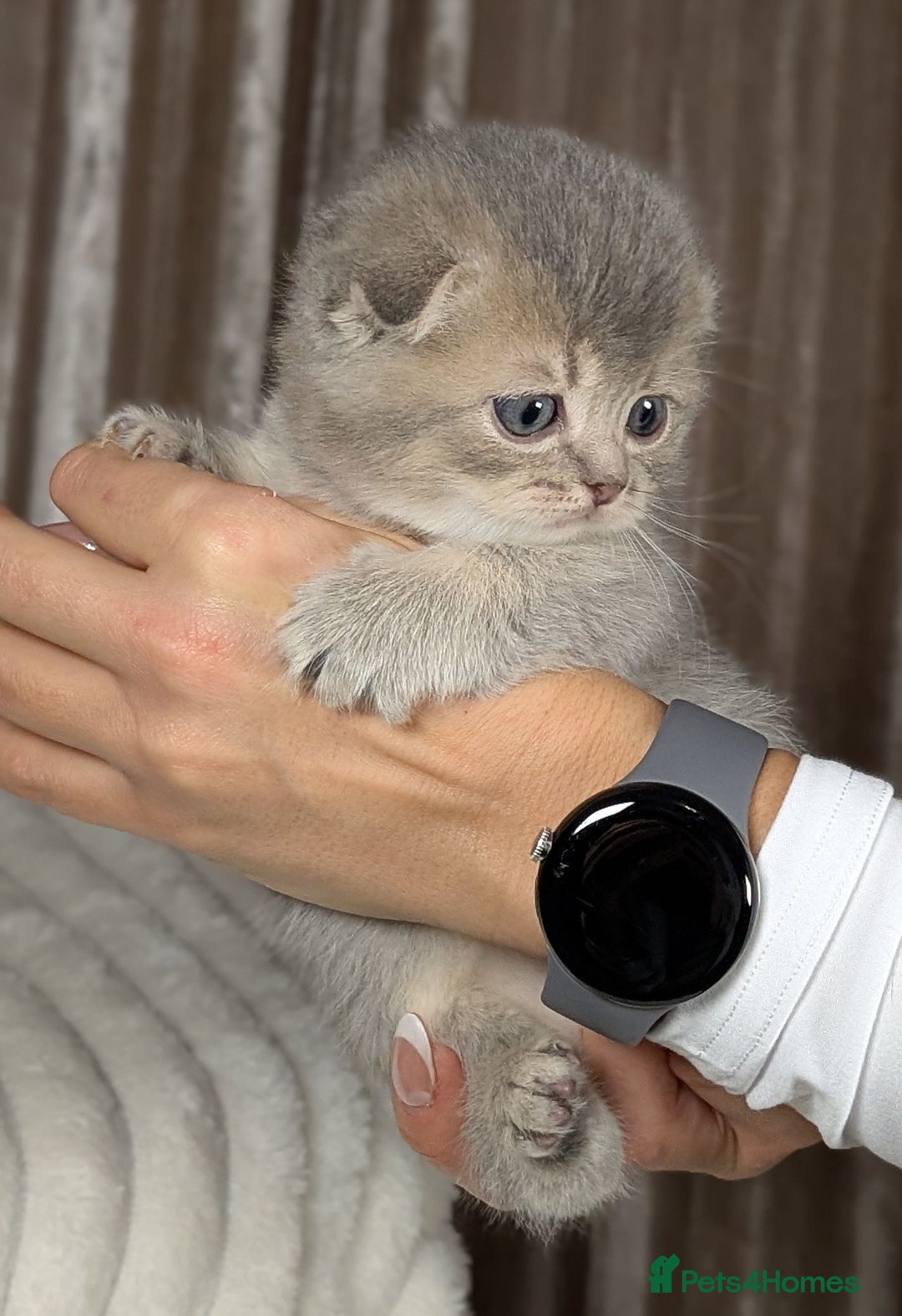 Scottish Fold cats for sale: 🐾TICA red ❣️SCOTTISH Fold•Straight - Advert 17