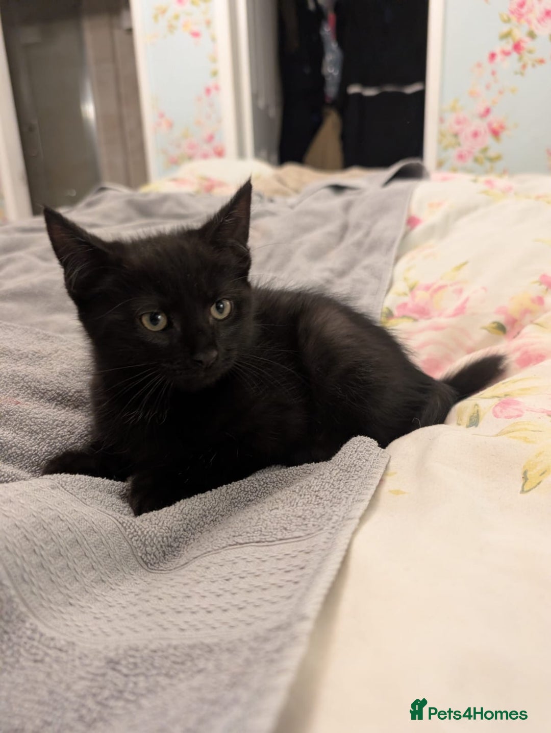 Maine Coon cats for sale: Maine coon cross kittens for sale - Advert 9