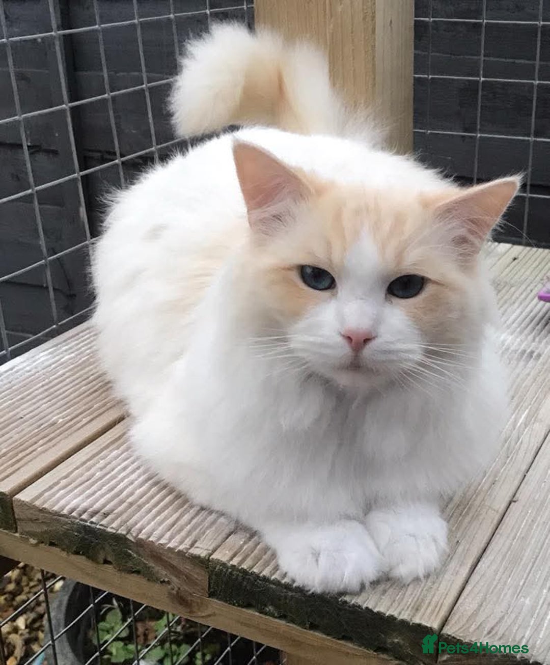 Ragdoll cats for sale: 💙 STUNNING GCCF GRCH SIRED RAGDOLL KITTENS 💙 - Advert 7