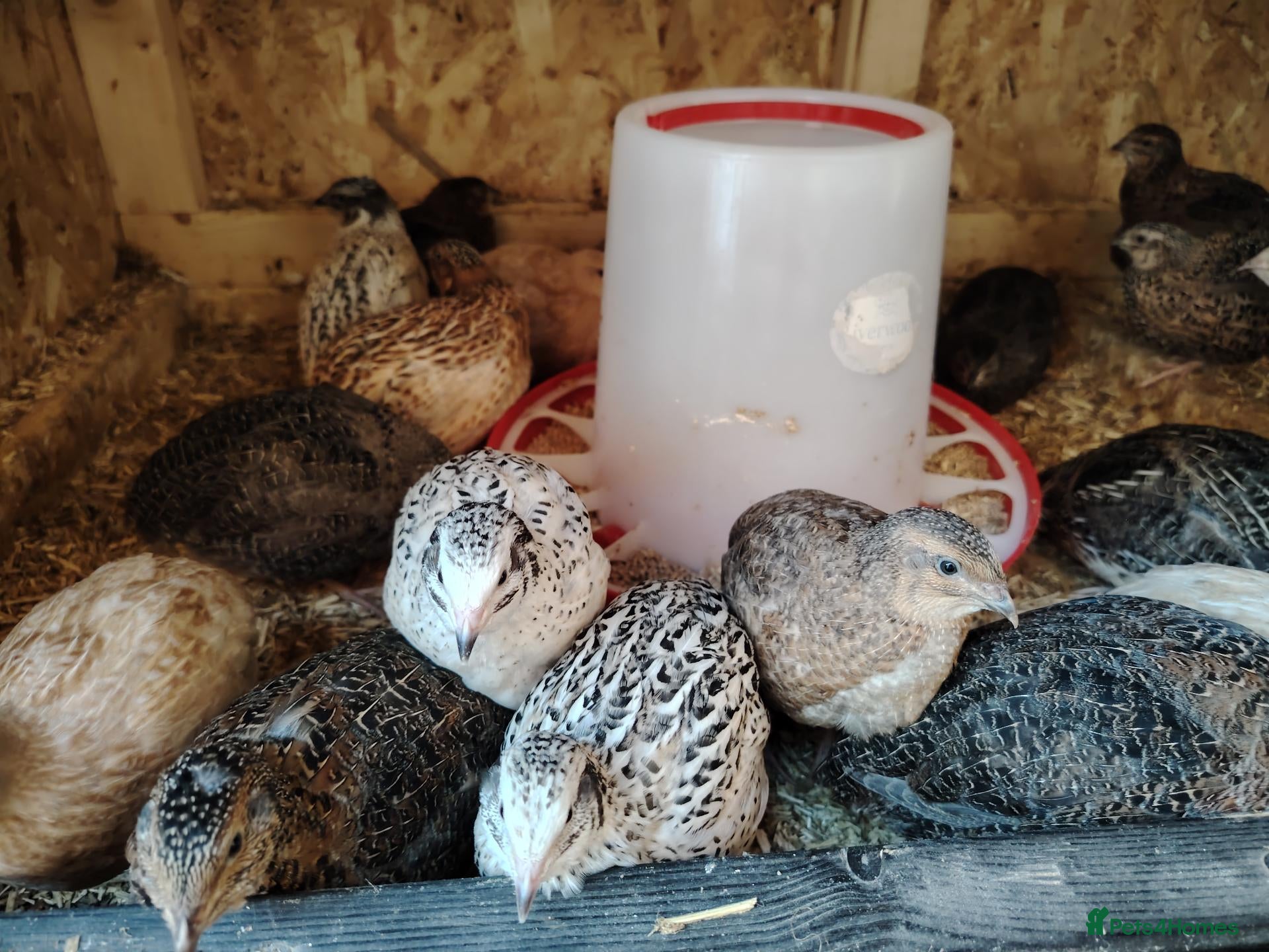 Quail poultry for sale: 🐣Mixed Colour Quail – Males & Females sexed - Advert 1