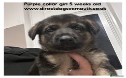 German Shepherd dogs for sale: German shepherd puppies  - Image 38