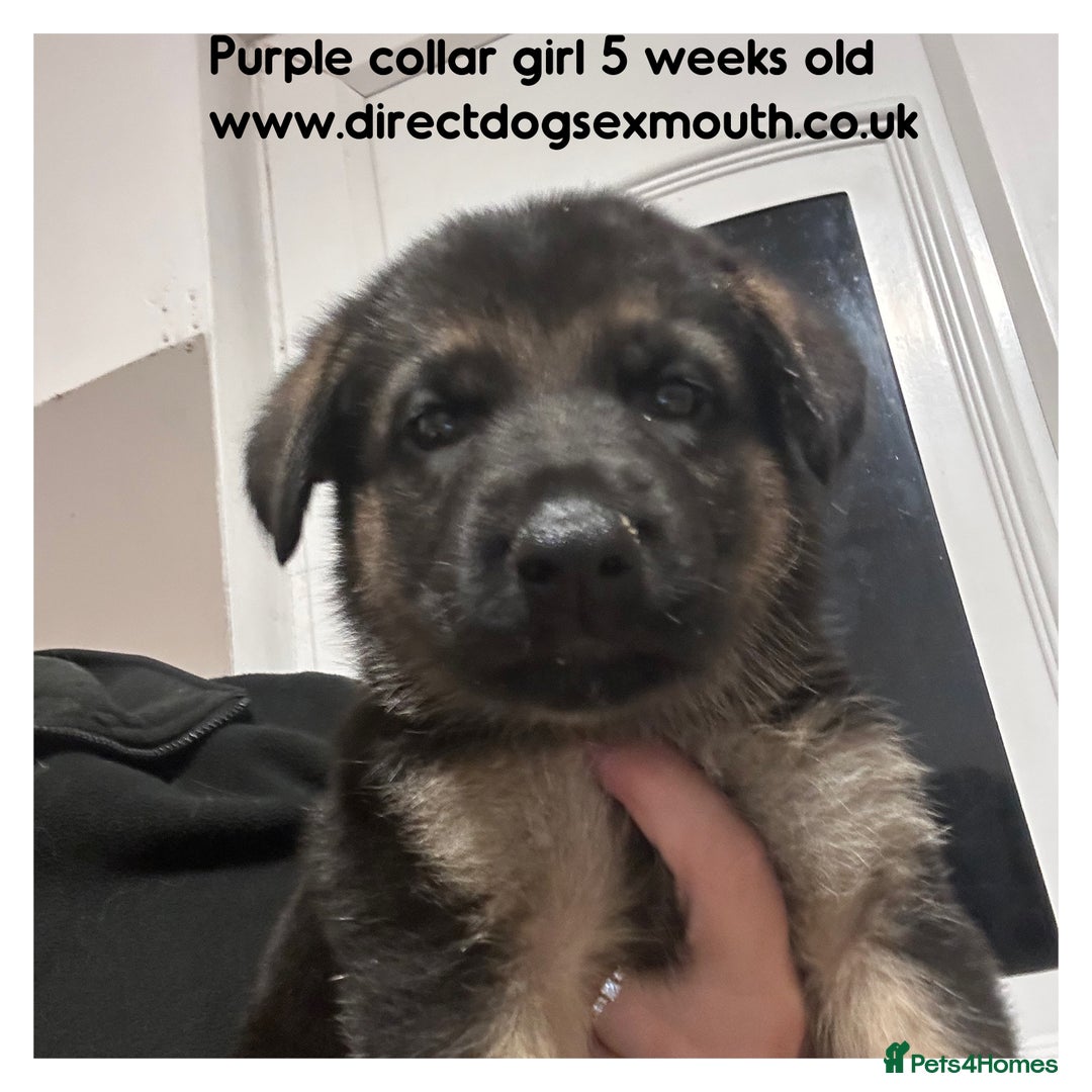 German Shepherd dogs for sale: German shepherd puppies  - Image 38