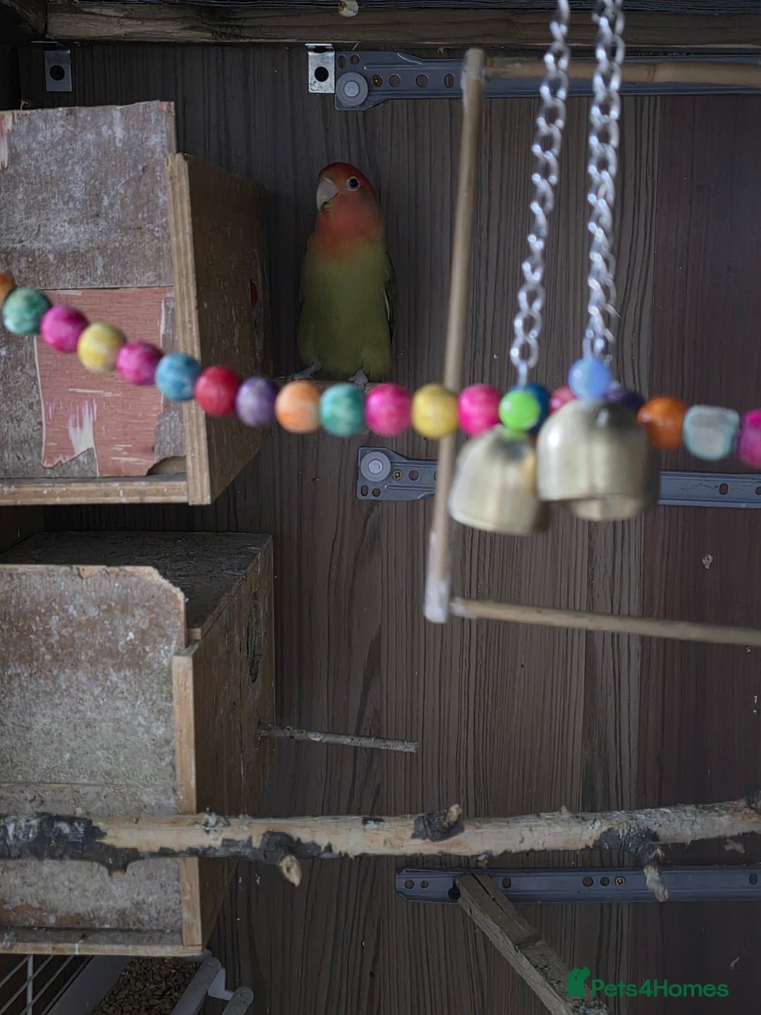 Lovebirds birds for sale: These are Peach-faced (Rosy-faced) Lovebirds - Advert 7