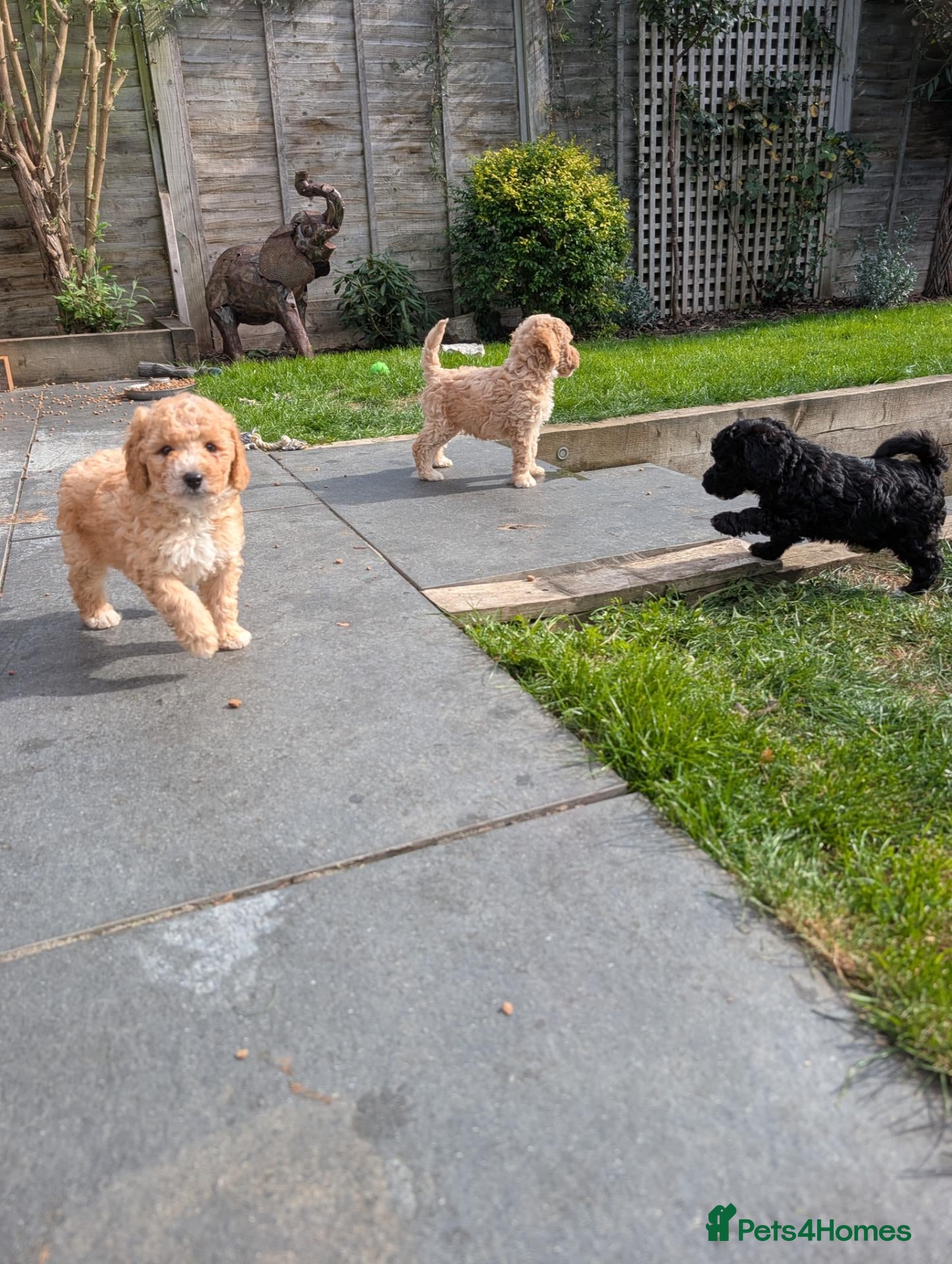 Sheepadoodle dogs Sheepadoddle Puppies  - Advert 1