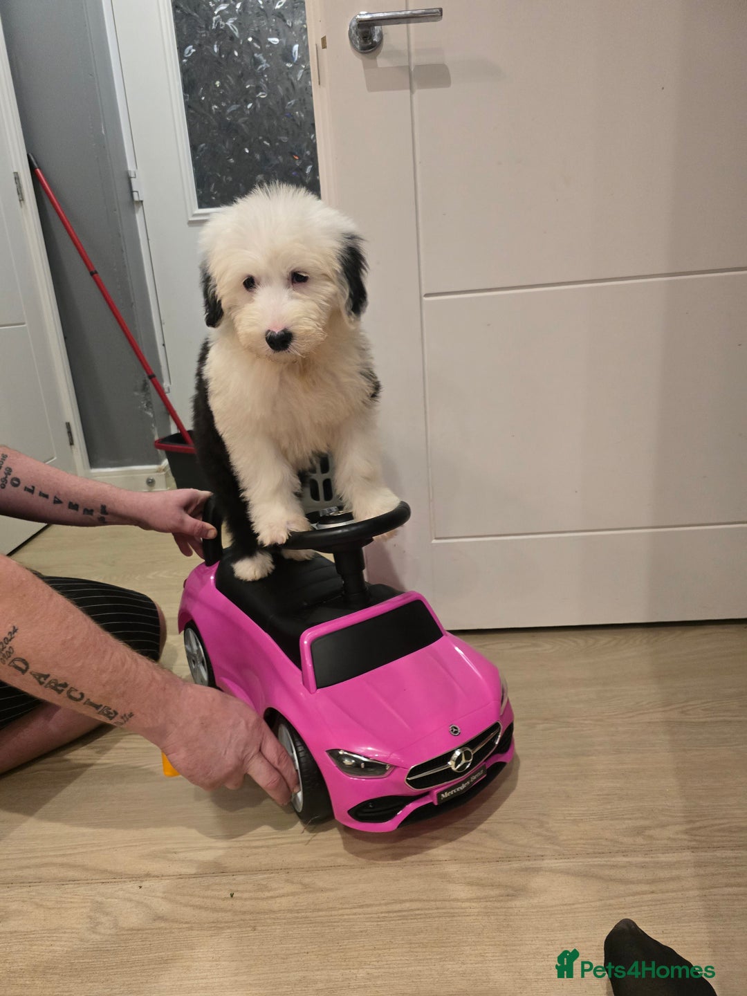 Old English Sheepdog dogs for sale:  kc registered old english sheepdog girl puppy  - Advert 4