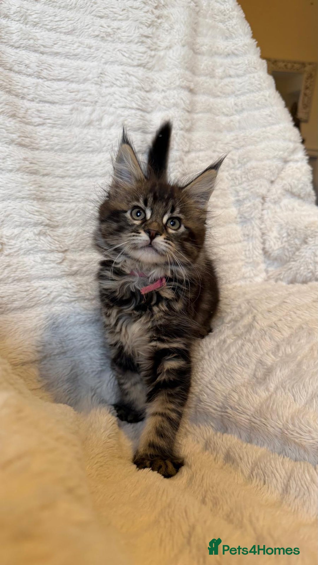 Maine Coon cats for sale: Beautiful friendly Maine Coon cross Kittens  - Advert 24