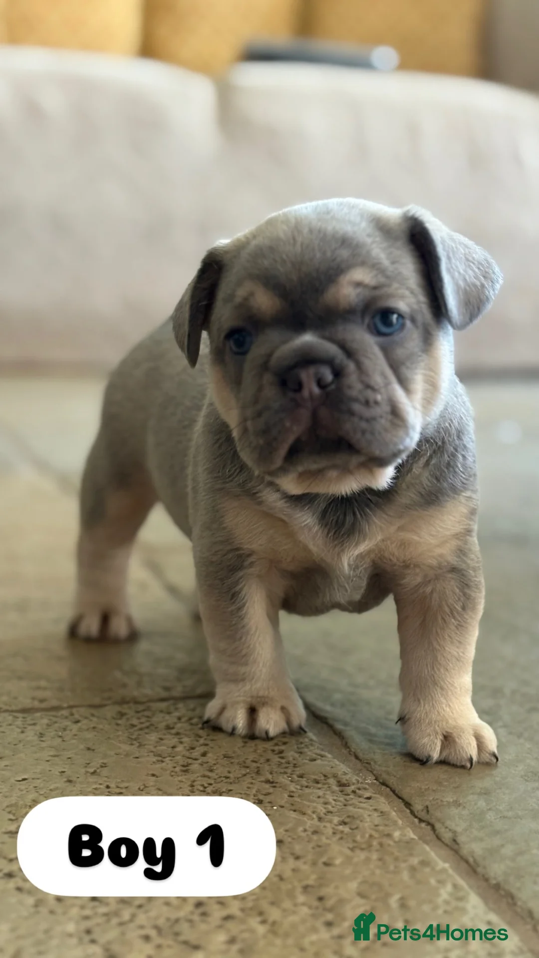 French Bulldog dogs for sale: 5* FRENCH BULLDOGS FOR SALE! - Advert 1